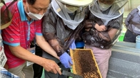 서울시 양봉 전문가 무료 교육 참가자 30명 모집