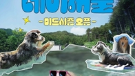 더존비앤씨티, '강아지 숲' 반려견 동반 수영장 네이처풀 시즌 개장