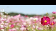 [詩가 있는 아침] 코스모스 꽃길