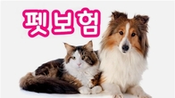 오늘부터 펫보험 재가입 주기 1년으로 단축…자기부담률도 30%↑