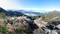 [포토뉴스] 사계절 사랑받는 설악산, '봄꽃의 절정을 맛보다'