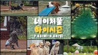더존비앤씨티, 강아지숲 ‘네이처풀 하이시즌’ 사전 예매 오픈